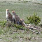 cheetahs seen during Kenya 2000 mission